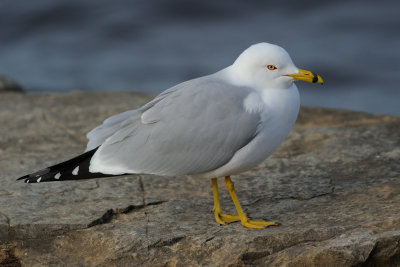 Ring-billed Gull