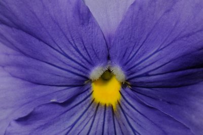 Pansy