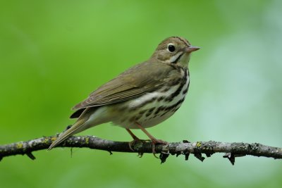 Ovenbird