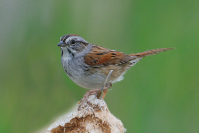 Swamp Sparrow