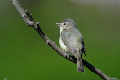 Warbling Vireo