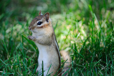 Eastern Chipmunk