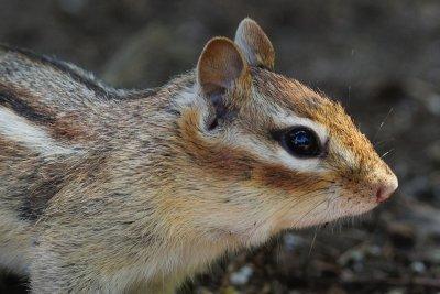 Eastern Chipmunk