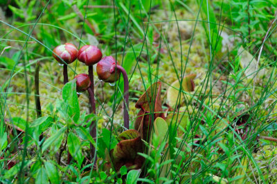 Pitcher Plant