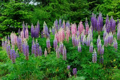 Wild Lupins