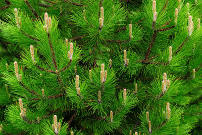 Spruce Growth