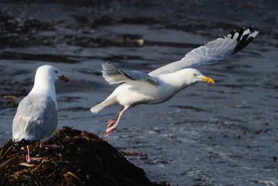 Herring Gull 