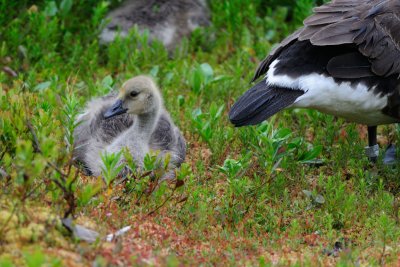 Canada Geese