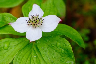 Bunchberry