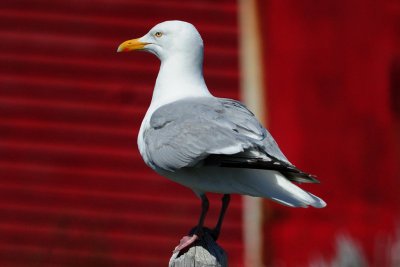 Herring Gull