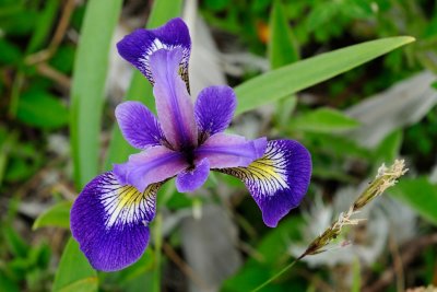 Wild Iris 