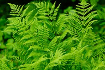 Ferns