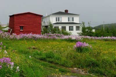 Backyard flower display