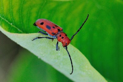 Red Milkweed Beetle 