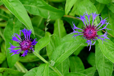 Wild Flower