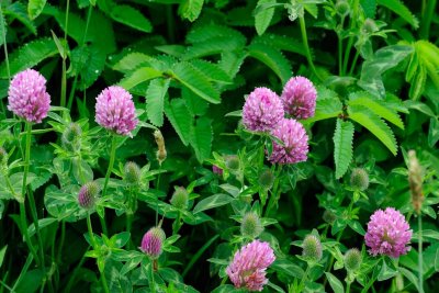 Clover