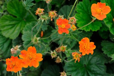 Pathway flowers