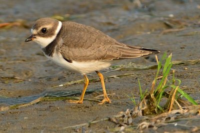 Semipalmated Plover 