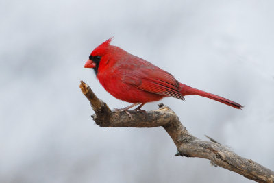 Northern Cardinal