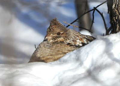Ruffed Grouse resting in snow