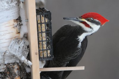 Pileated Woodpecker at suet feeder