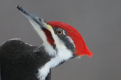 Pileated Woodpecker