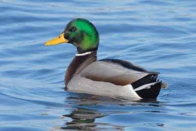 Mallard