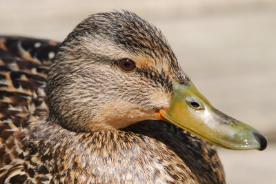 Mallard