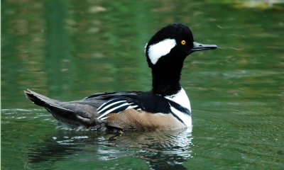 Hooded Merganser