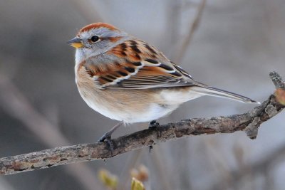 American Tree Sparrow