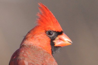 Cardinals and Grosbeaks