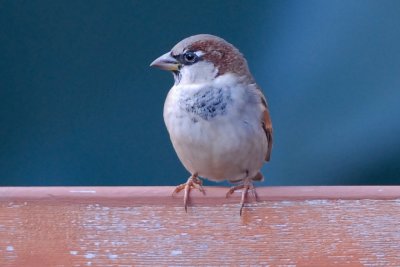 House Sparrow