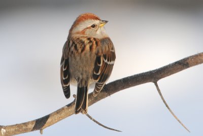American Tree Sparrow