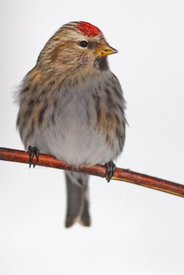 Common Redpoll