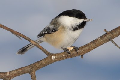 Black-Capped Chickadee (eating sunflower seed)