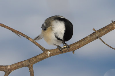 Black-Capped Chickadee  (Holding seed down)