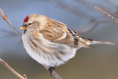 Common Redpoll