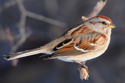American Tree Sparrow