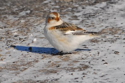 Snow Bunting