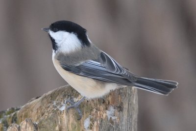 Black-capped Chickadee