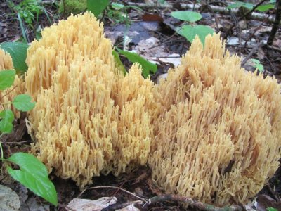 7 coral mushroom.JPG