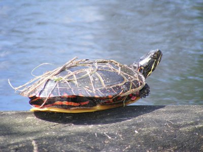 160 Turtle on log.jpg