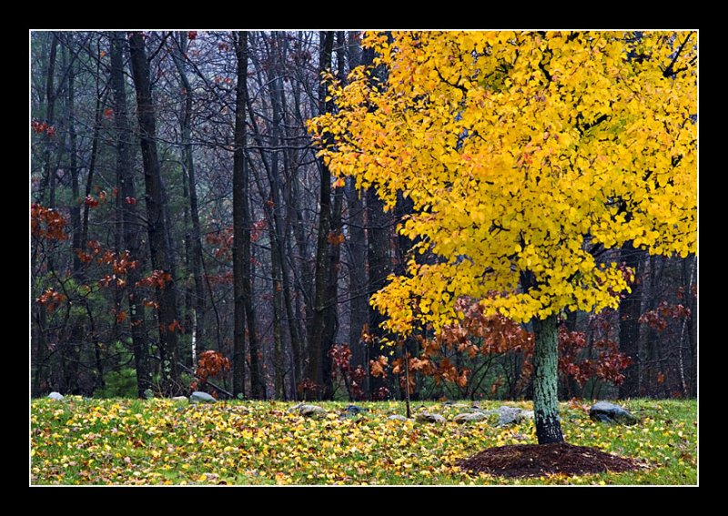 Yellow Tree