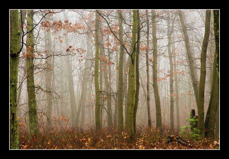 Fog