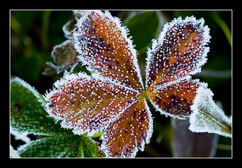 Autum Frost