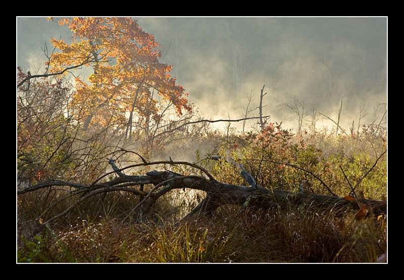A Standing Tree and a Fallen Tree