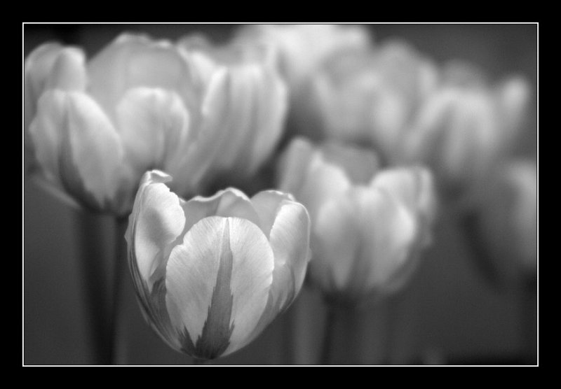 Tulips