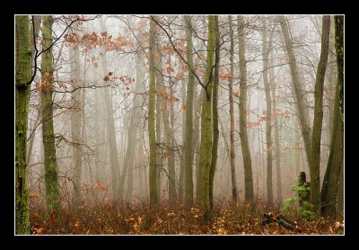 Fog