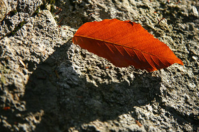 A fallen leaf