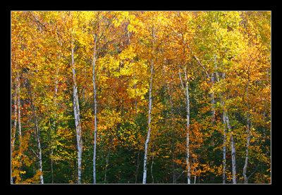 Birch Trees